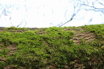 Horizontal tree trunk with green moss as natural display, closeup, space