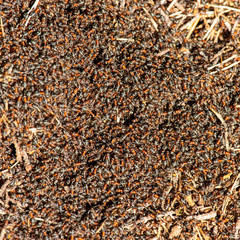 Close up of ants