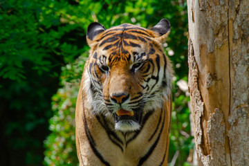 
head of a big wild tiger in the wild in the jungle in spring
