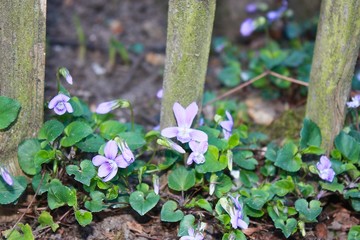 spring flowers in the garden