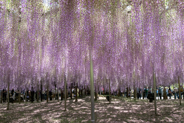 Purple wisteria blossoms in full bloom hanging from a trellis