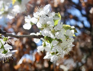 cherry tree blossom