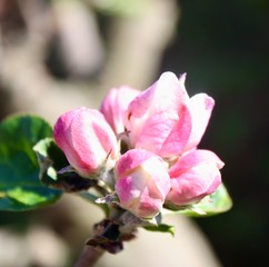 pink apple blossom on a branch