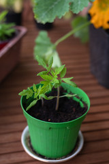 Growing vegetables on the balcony at home. Small tomato plants.