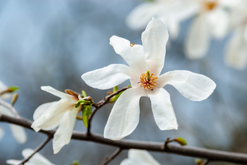 Obraz premium Nice white magnolia tree flowers spring sunny day nature awakening