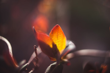 beautiful plants and flowers landscapes