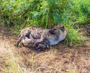 Hyena spotted feeds her babies