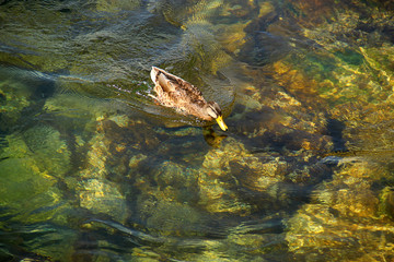 duck in clear water