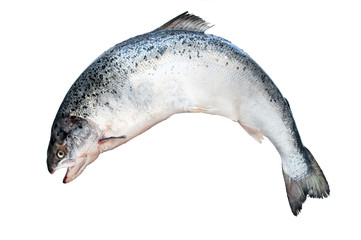 Whole fresh salmon fish isolated on white