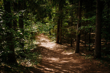 path in the forest