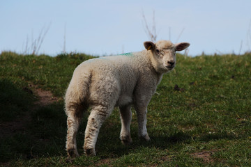 Obraz premium Wrexham, North Wales: Lamb in Wales