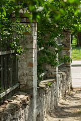vintage a brick fence with branches and leaves