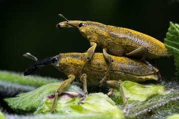 lixus algirus beetle Malva sylvestris