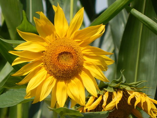 Closeup of a yellow sunflower in summer, illuminated by the bright sunlight