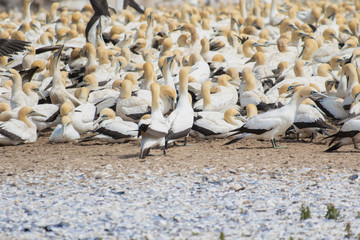 Flock of Cape gannets