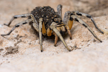 mother wolf spider (Lycosa hispanica) with babies