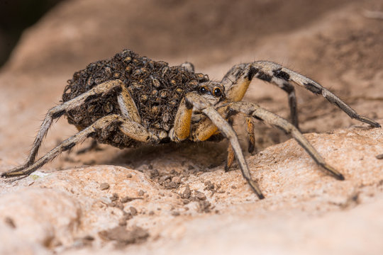 mother wolf spider (Lycosa hispanica) with babies