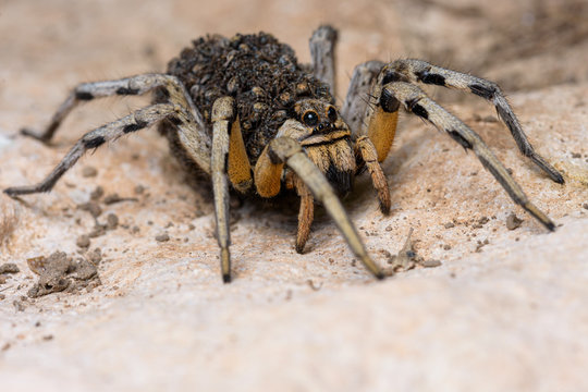 mother wolf spider (Lycosa hispanica) with babies