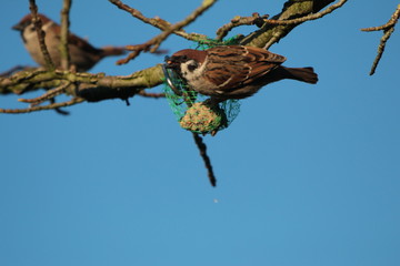 sparrow on a fat ball