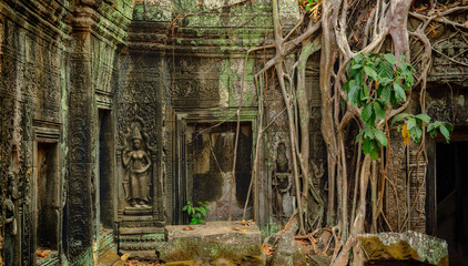 Roots covering the ruin of Ta Prohm temple