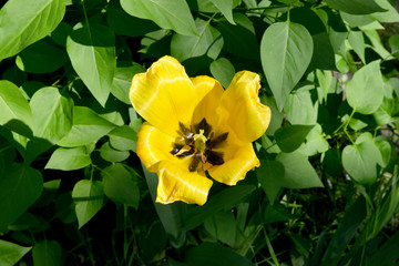 yellow tulip flower