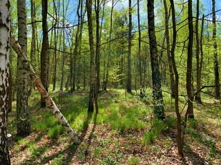 forest in spring