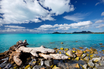 Antiguan Coastline With Driftwood And Turquoise Water, Antigua
