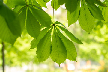 chestnut tree leaves against the bright sun bright