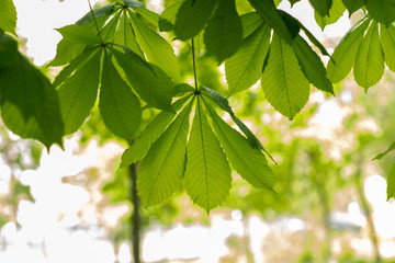 Fototapeta na wymiar chestnut tree leaves against the bright sun bright