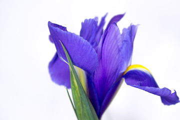 Blooming irises. On an isolated white background.