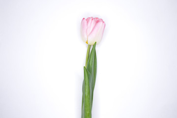 Blooming pink tulips. On an isolated white background.