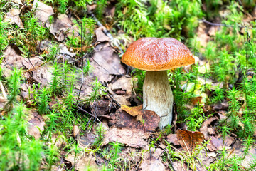Forest edible mushroom with brown cap