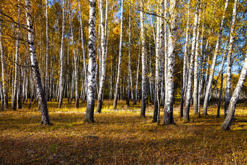 Birch forest in the fall.