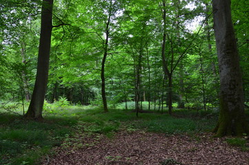 The wood in Stadtallendorf, Germany