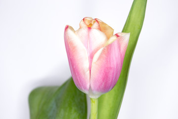 Blooming pink tulips. On an isolated white background.
