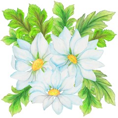 Fototapeta na wymiar watercolor illustration, floral composition, large flowers in white and blue, leaves, for design