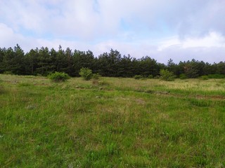 Green spring steppe in front of a pine forest