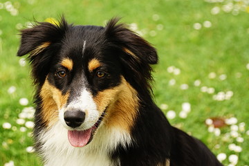 Bordercollie II