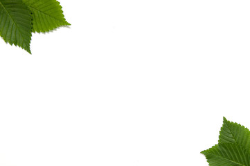 Leaves on white background. Frame made of green leaves in the corners. Flat lay, top view, copy space
