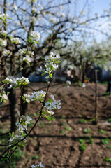 Spring blossoms in the garden