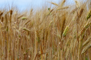 golden wheat field and sunny day