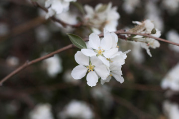 apple-tree blossom