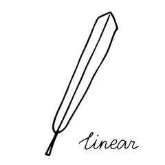 hand drawn doodle leaf. Black shape with different forms. linear Leaf