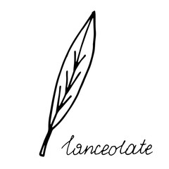 hand drawn doodle leaf. Black shape with different forms. Lanceolate Leaf
