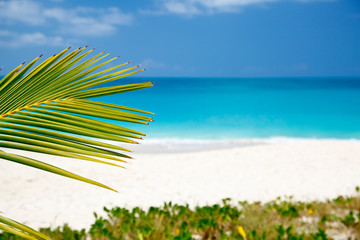Palm Leaf And Caribbean Beach, Antigua