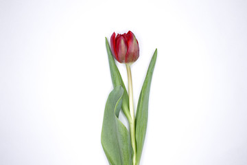 Beautiful tulips. Red peony tulips. Peony tulips from the garden. Blooming peony tulips. Isolated on a white background.