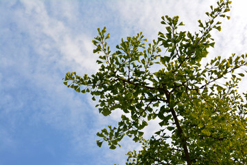 Fototapeta premium Junge Blätter vom Ginkgobaum, Ginkgo im Botanischen Garten in Gütersloh in NRW, Ginkgobaum, Ginkgo biloba