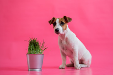 The obedient jack russell terrier sits next to a steel pot of fresh grass. Cute little white puppy with red spots sniffs a houseplant on a pink background.