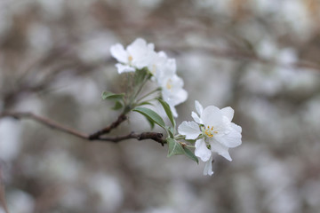 apple-tree flower