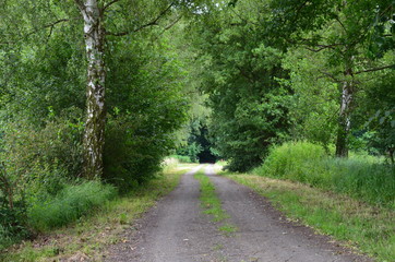 The wood in Stadtallendorf, Germany